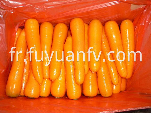 carrot (74)
